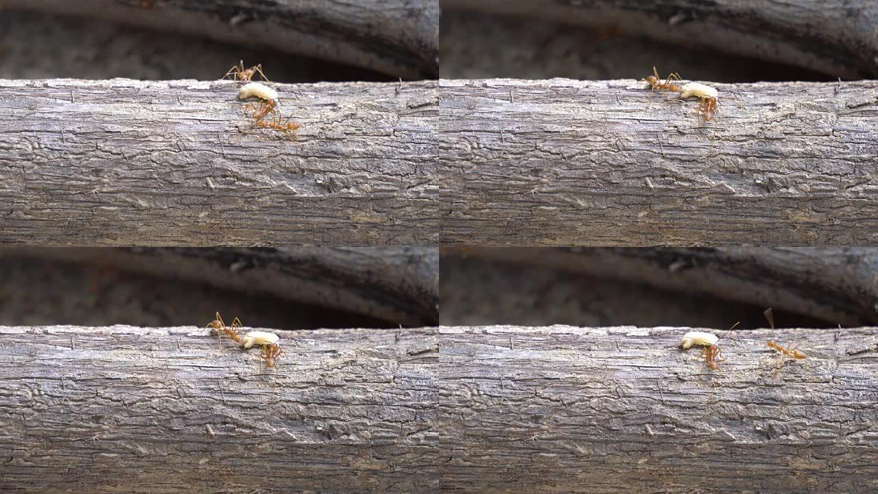 红蚂蚁为蠕虫飞行猎食捕猎团体蚁群协作