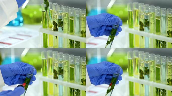 美容实验室工作人员在试管中标记植物样品，天然精华