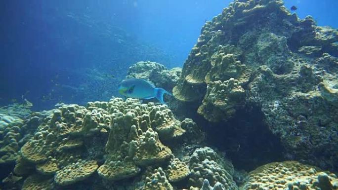 珊瑚礁脆弱生态系统海洋环境。泰国甲米的Koh ha。
