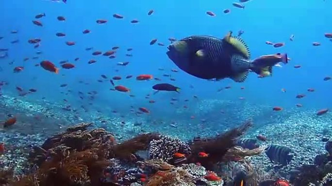 泰坦三角鱼海底世界海洋生物水族馆