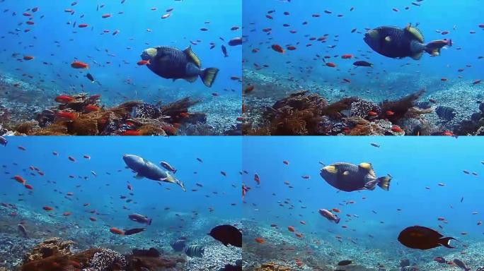 泰坦三角鱼海底世界海洋生物水族馆