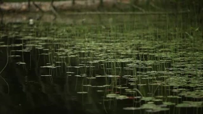 林地溪流中薄芦苇漂浮