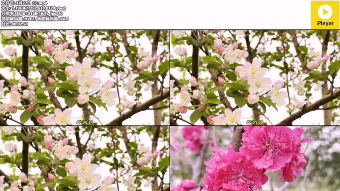 春季花开美好春天实拍视频素材