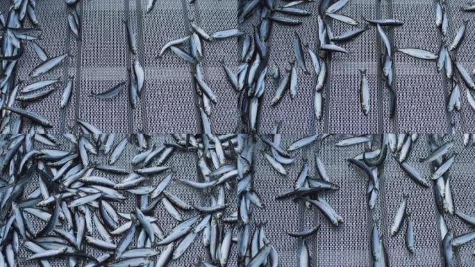 渔业: 北海船上大量捕捞鲱鱼