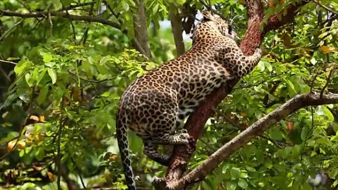 喂养豹子猎豹狩猎捕食野生动物生物