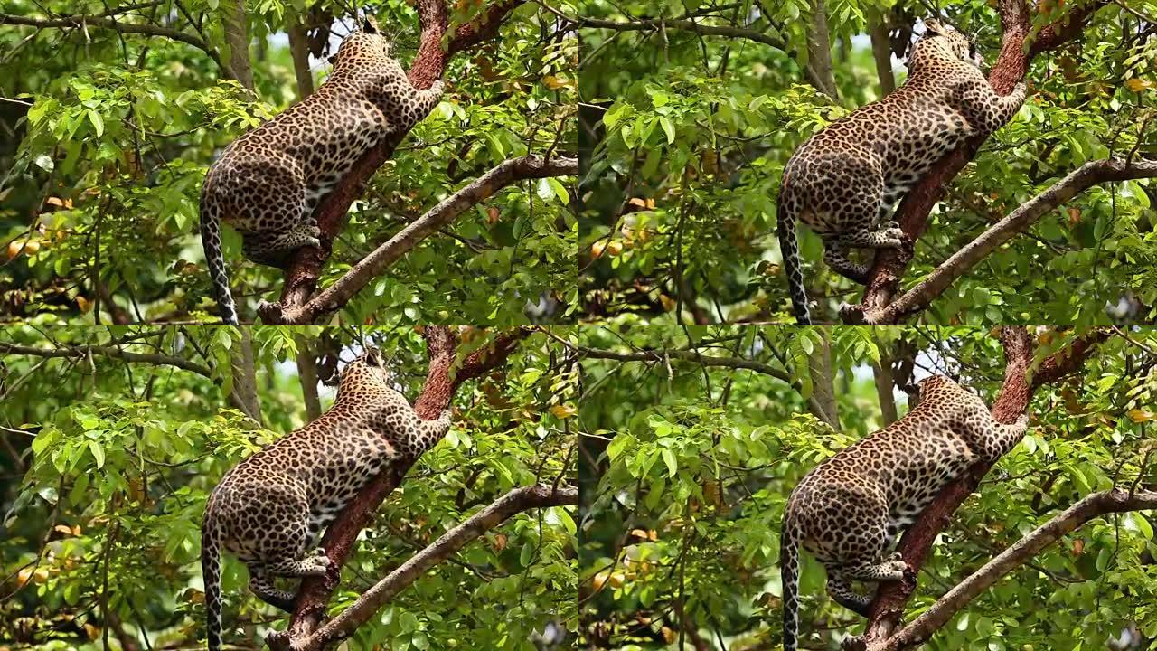 喂养豹子猎豹狩猎捕食野生动物生物