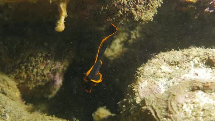 幼鱼 (蝙蝠鱼)，海底，海洋生物