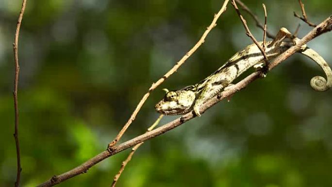 相思树上的变色龙-豹变色龙 (Furcifer pardalis)