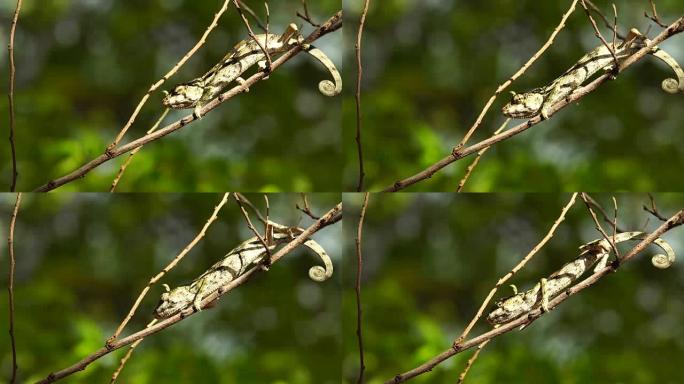 相思树上的变色龙-豹变色龙 (Furcifer pardalis)