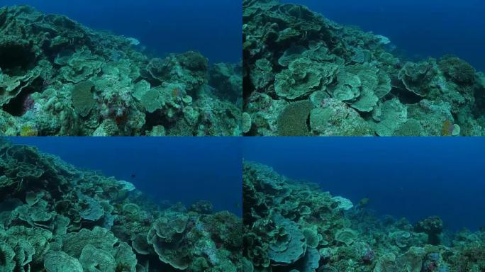 在海底放下健康的硬珊瑚群落