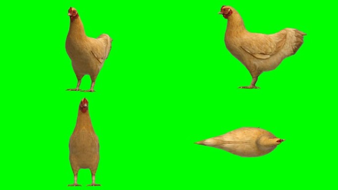 鸡闲置动物绿屏 (可循环)