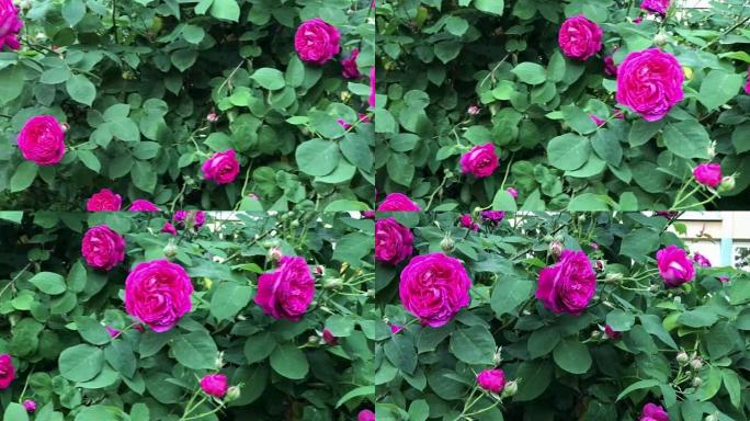 盛开的玫瑰-在灌木丛上平移花朵的镜头