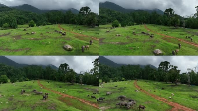 美丽的陇川县户撒乡高山牧场