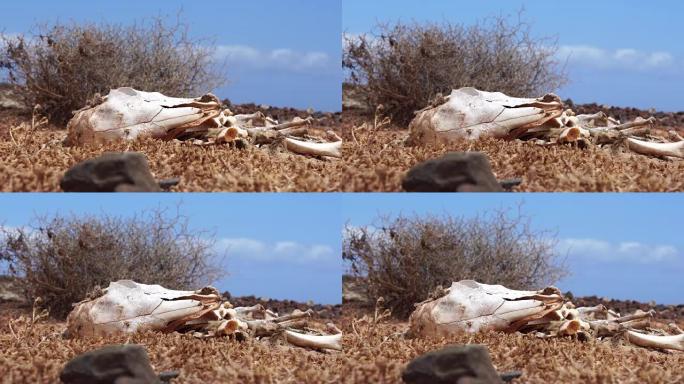 山羊骨架-富埃特文图拉岛