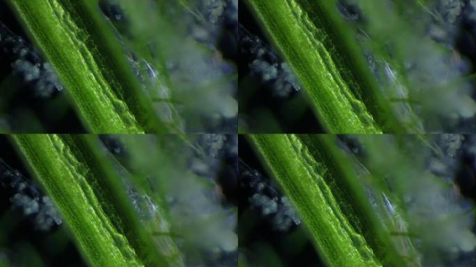 寡毛蠕虫和藻类，微观视图
