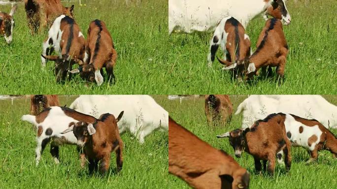 草地上的小山羊吃草放养传统养殖