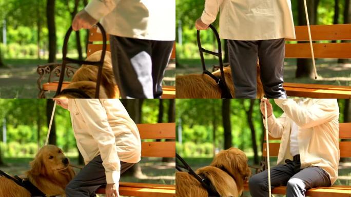 盲人在公园的长凳上休息，抚摸友善的导盲犬，协助