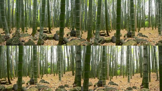 日本京都岚山竹林