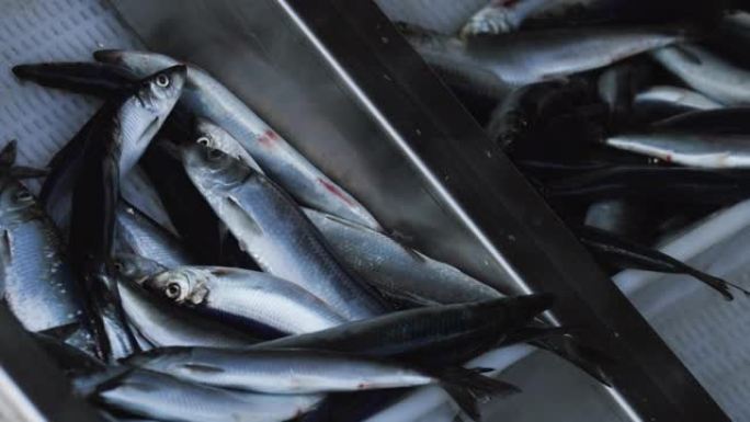 渔业: 北海船上大量捕捞鲱鱼