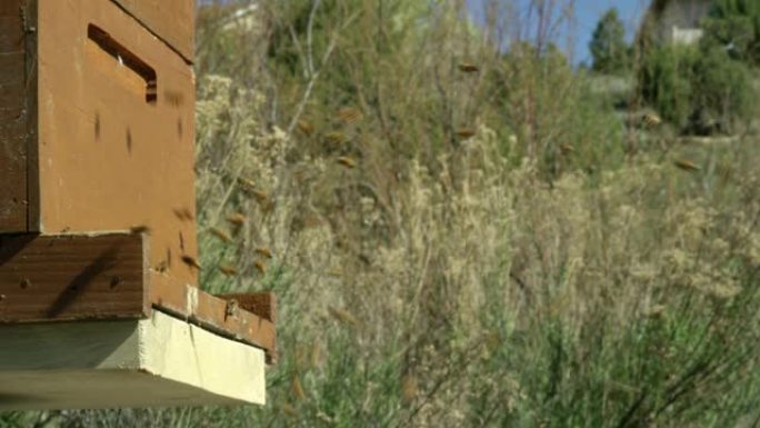 在阳光明媚的日子里，蜜蜂在木制室外蜂箱的入口处蜂拥而至