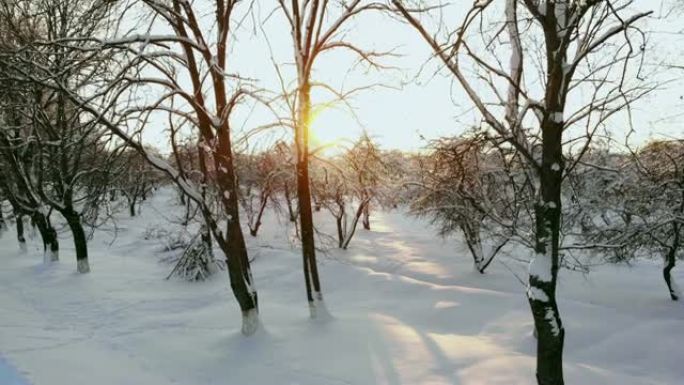 空中: 在金色的冬季日出时飞过雪林的汽车上方。冬季公路旅行的人们在日落时分穿越白雪覆盖的拉普兰荒野。