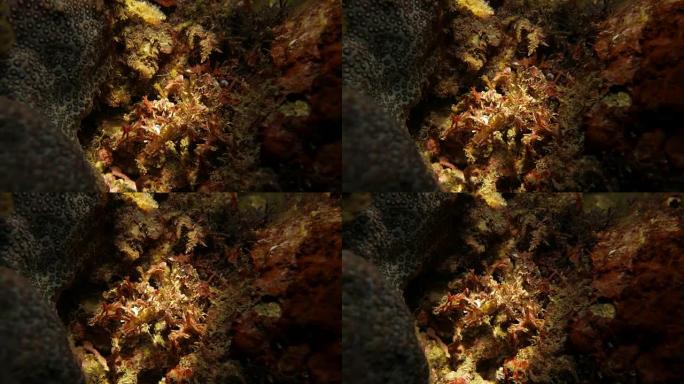 装饰蟹藏在海藻的岩石中
