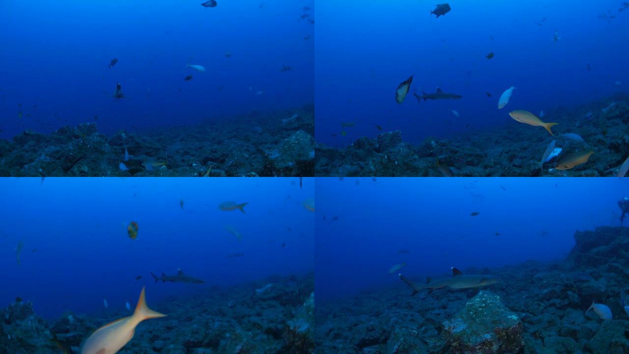 白鳍礁鲨早上在礁石巡航