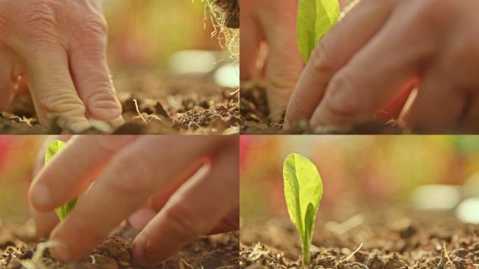 将植物放入土壤中的人的手