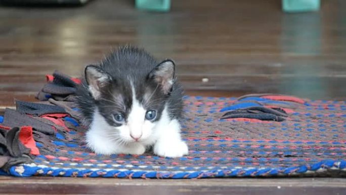黑白小猫猫在木地板上