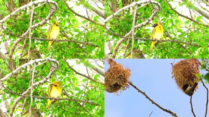 留尼汪岛上的斯皮克织布工巢