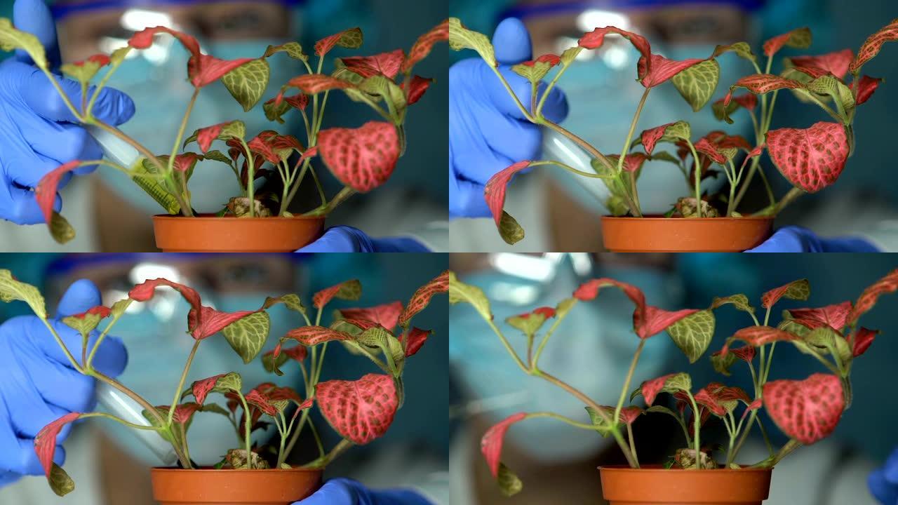 生物化学家向试验花中注入肥料，研究农药的影响