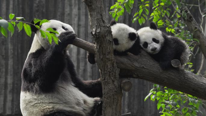 成年大熊猫妈妈守护着两只睡觉的幼崽