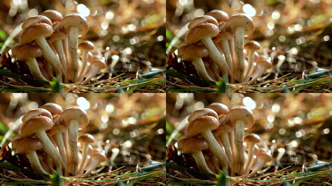 阳光充足的森林中的蜜环菌蘑菇