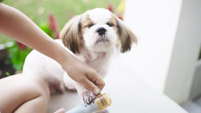 在梳理过程中，女人在狗中使用狗钉钉研磨机。