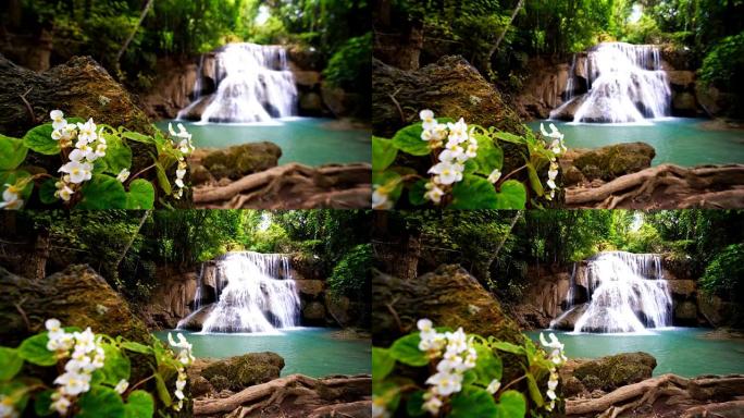 LD，RF，瀑布流与森林环境和天使之翼海棠花站在一起