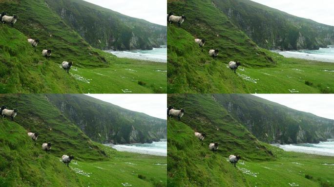 爱尔兰黑脸羊在海崖上建模