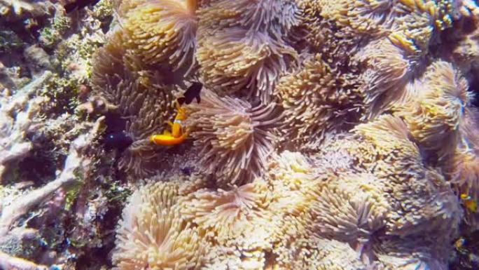 在马尔代夫的海葵周围游动的小丑鱼