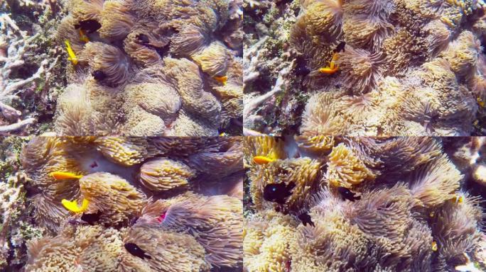 在马尔代夫的海葵周围游动的小丑鱼