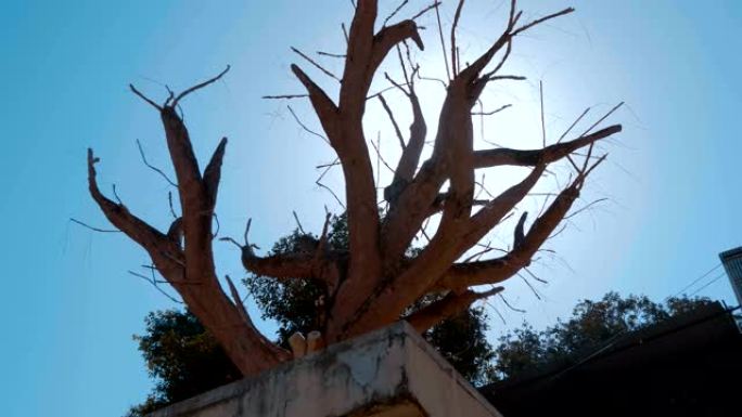 印度普什卡市神圣湖畔的枯树