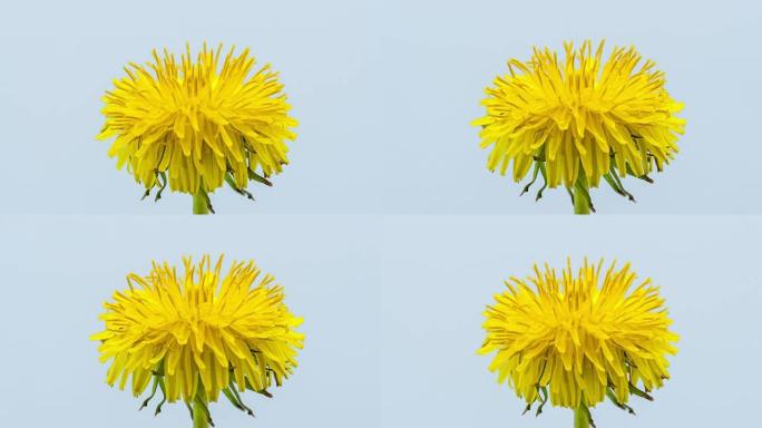 蒲公英花盛开在延时高清1080视频。常见的蒲公英，蒲公英在运动中生长。