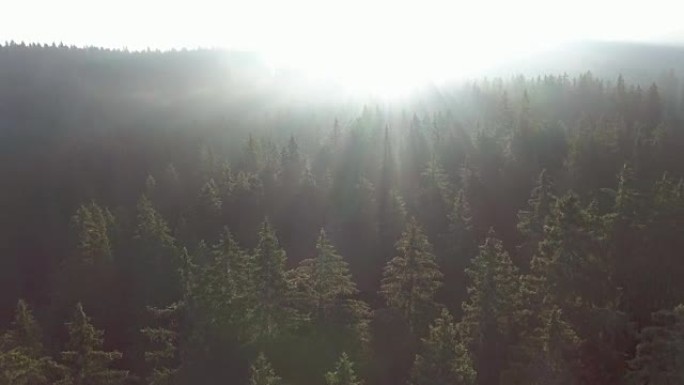 空中: 日出时的松树林