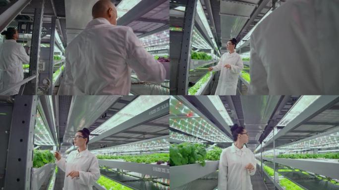 男男女女科学家们在一个种植蔬菜和草药的现代金属农场的走廊里工作，检查装有绿色植物的货架，并将数据输入