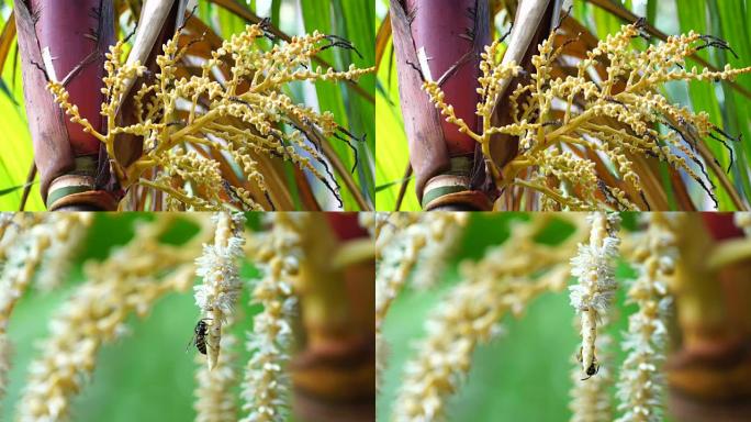 黄蜂授粉棕榈树