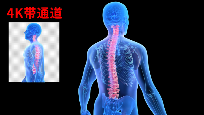 4K 医疗颈椎脊柱旋转视频带通道序列