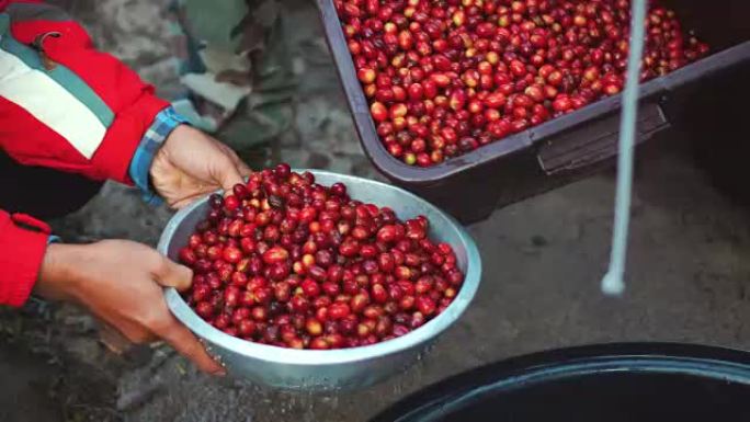 收获樱桃咖啡豆农产品