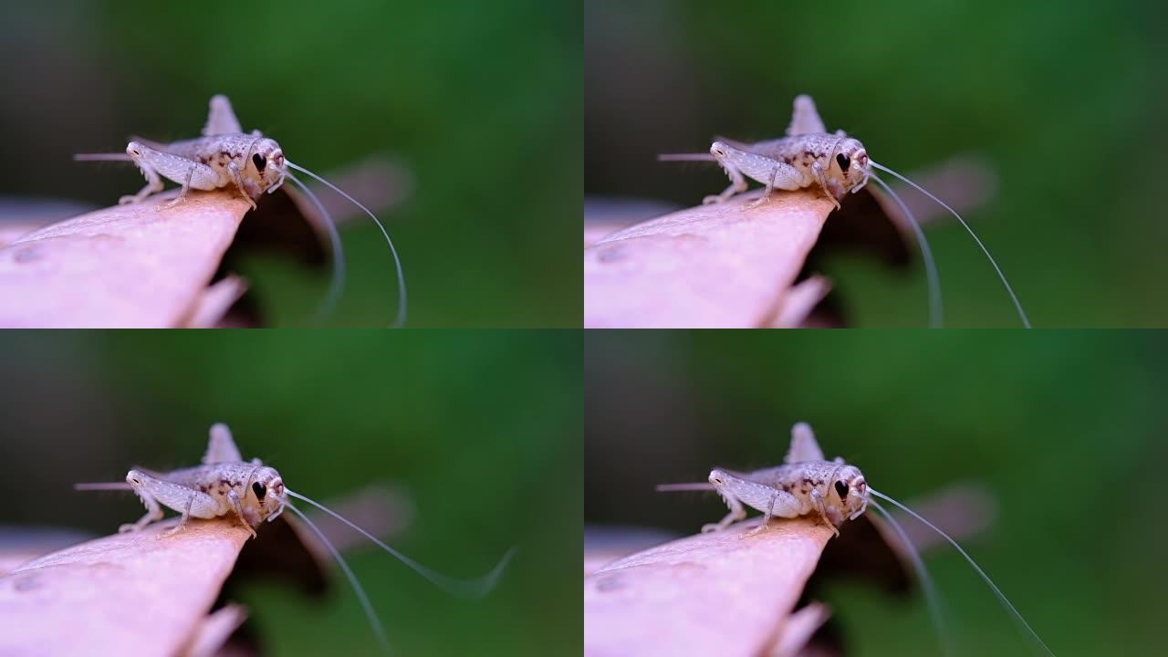 叶子上的蟋蟀，昆虫