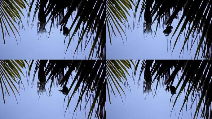 风中的椰子树上的鸟巢