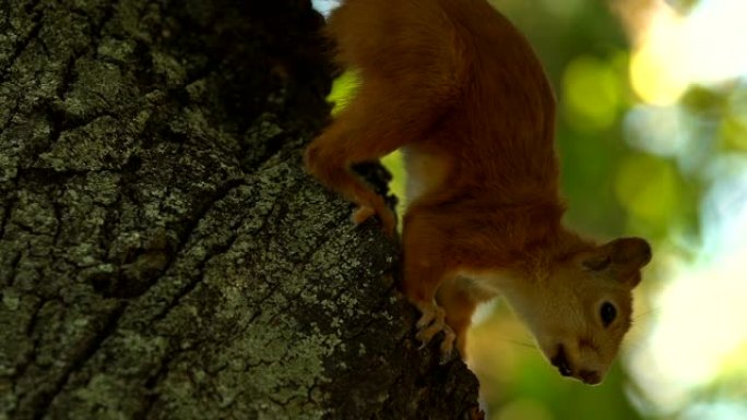 好奇的小松鼠在树上寻找食物，野生自然，特写镜头