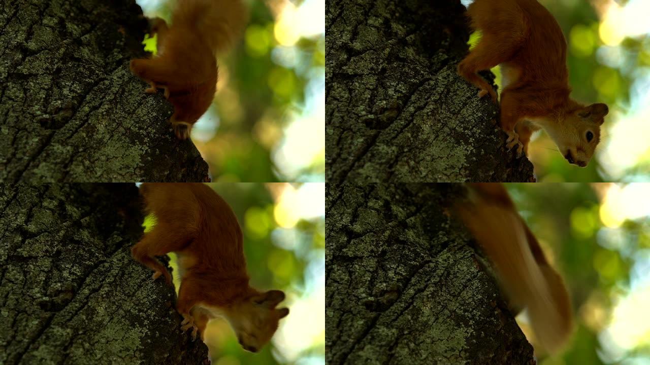 好奇的小松鼠在树上寻找食物，野生自然，特写镜头