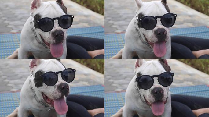 有趣的美国恶霸狗戴太阳镜